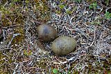 Parasitic Jaegerborder=